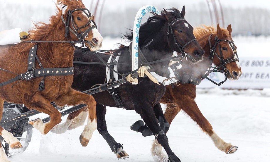 По снегу катаем – зиму провожаем: конные заезды на Сибирской Масленице – яркое зрелище для азартных